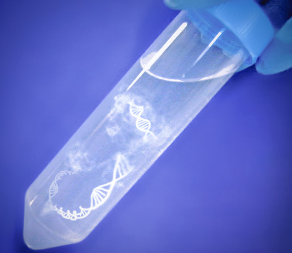 Manipulation of Purified DNA